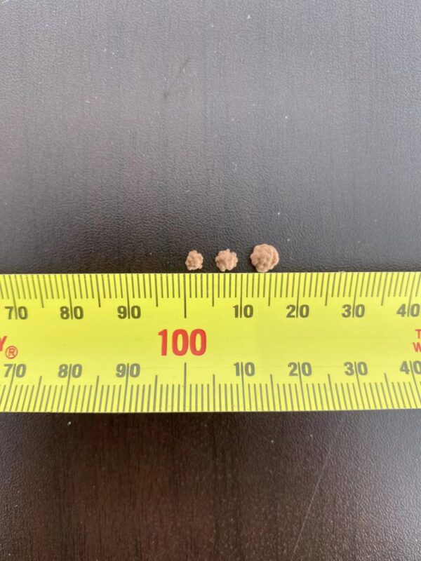 Succulent Soil Vitality Soil 2-5mm 1KG - Image 2