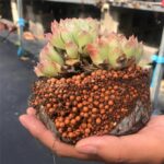 Succulent Soil Vitality Soil 2-5mm 1KG